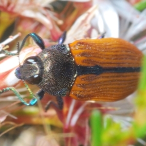 Castiarina subpura at Paddys River, ACT - 29 Oct 2023