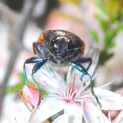 Castiarina subpura at Paddys River, ACT - 29 Oct 2023