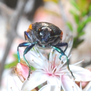 Castiarina subpura at Paddys River, ACT - 29 Oct 2023