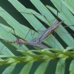 Gynoplistia sp. (genus) at Braemar, NSW - 22 Oct 2023 by Curiosity