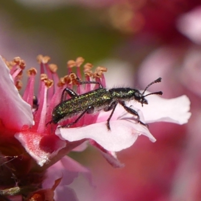 Eleale aspera (Clerid beetle) at Braemar, NSW - 25 Oct 2023 by Curiosity