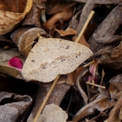 Taxeotis stereospila (Taxeotis stereospila) at Braemar, NSW - 28 Oct 2023 by Curiosity