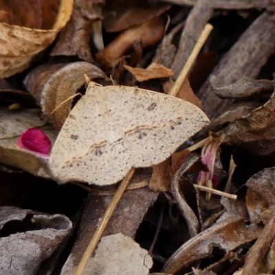 Taxeotis stereospila (Taxeotis stereospila) at Braemar, NSW - 28 Oct 2023 by Curiosity