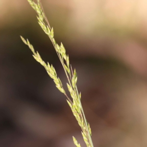 Poa sp. CNM1 (under review, formerly Poa meionectes) at Bruce Ridge - 29 Oct 2023