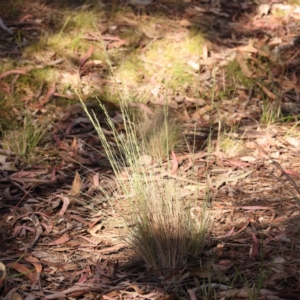 Poa sp. CNM1 (under review, formerly Poa meionectes) at Bruce Ridge - 29 Oct 2023