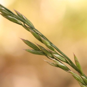 Lolium arundinaceum at Bruce, ACT - 29 Oct 2023