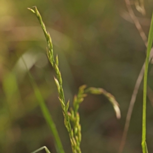 Festuca arundinacea at Bruce, ACT - 29 Oct 2023