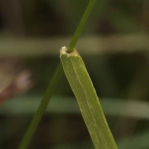 Festuca arundinacea at Bruce, ACT - 29 Oct 2023