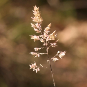 Holcus lanatus at Bruce, ACT - 29 Oct 2023