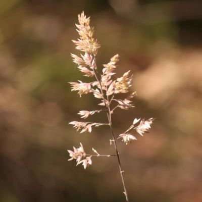 Holcus lanatus (Yorkshire Fog) at Bruce, ACT - 29 Oct 2023 by ConBoekel