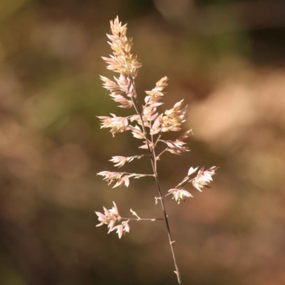 Holcus lanatus (Yorkshire Fog) at Bruce Ridge to Gossan Hill - 28 Oct 2023 by ConBoekel