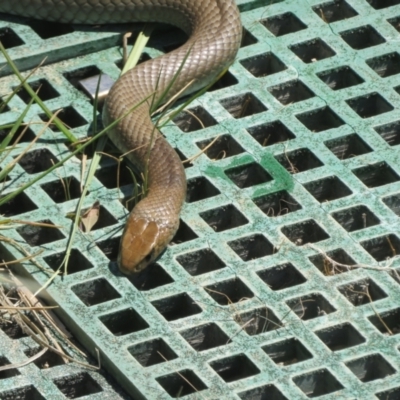 Pseudonaja textilis (Eastern Brown Snake) at Fyshwick, ACT - 28 Oct 2023 by Christine