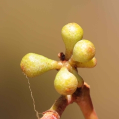 Eucalyptus dives (Broad-leaved Peppermint) at Bruce, ACT - 28 Oct 2023 by ConBoekel