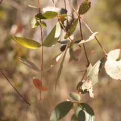 Eucalyptus dives at Bruce, ACT - 29 Oct 2023