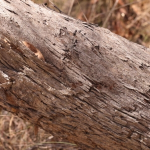 Eucalyptus dives at Bruce, ACT - 29 Oct 2023