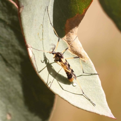 Gynoplistia (Gynoplistia) bella (A crane fly) at Bruce, ACT - 29 Oct 2023 by ConBoekel