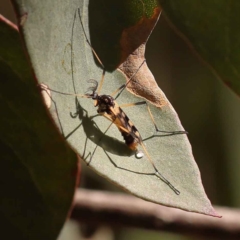 Gynoplistia (Gynoplistia) bella at Bruce, ACT - 29 Oct 2023 10:10 AM