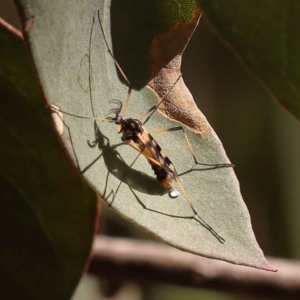 Gynoplistia (Gynoplistia) bella at Bruce, ACT - 29 Oct 2023 10:10 AM