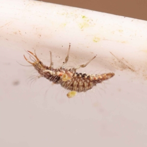 Chrysopidae (family) at Bruce, ACT - 29 Oct 2023