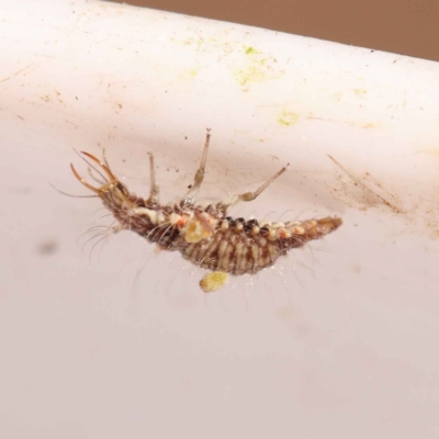Chrysopidae (family) (Unidentified Green lacewing) at Bruce Ridge to Gossan Hill - 28 Oct 2023 by ConBoekel