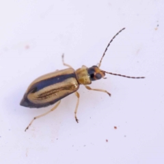 Monolepta froggatti (Leaf beetle) at Bruce Ridge to Gossan Hill - 28 Oct 2023 by ConBoekel