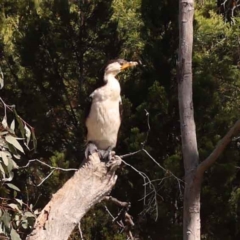 Microcarbo melanoleucos (Little Pied Cormorant) at Bruce Ridge to Gossan Hill - 28 Oct 2023 by ConBoekel