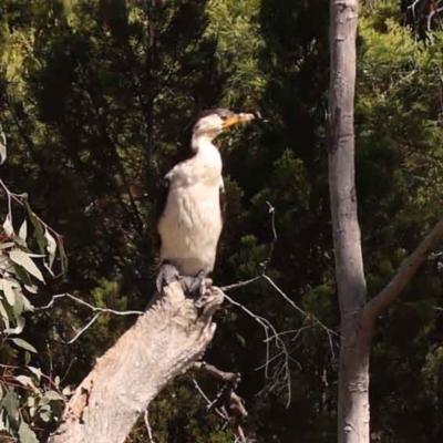 Microcarbo melanoleucos (Little Pied Cormorant) at Bruce Ridge to Gossan Hill - 28 Oct 2023 by ConBoekel