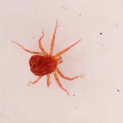 Acari (informal subclass) (Unidentified mite) at Bruce Ridge to Gossan Hill - 28 Oct 2023 by ConBoekel