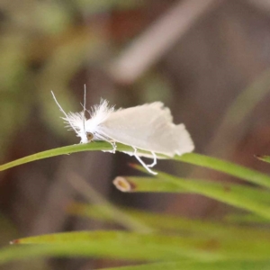 Tipanaea patulella at Bruce, ACT - 29 Oct 2023 11:08 AM