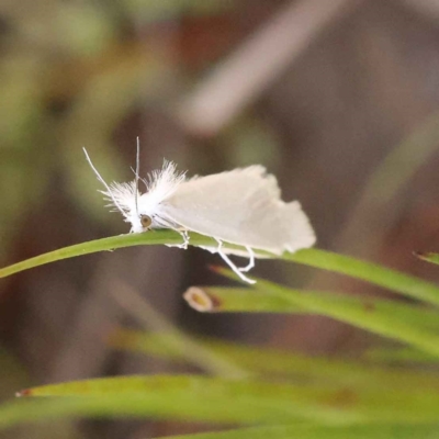 Tipanaea patulella (A Crambid moth) at Bruce Ridge to Gossan Hill - 29 Oct 2023 by ConBoekel