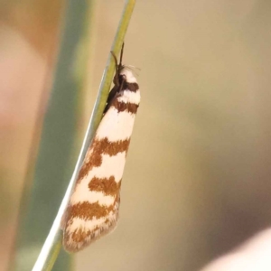 Philobota impletella Group at Bruce, ACT - 29 Oct 2023