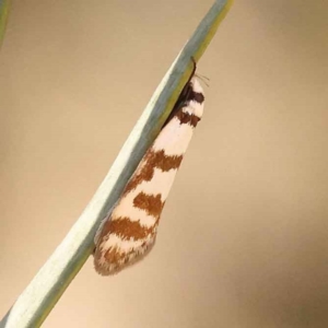 Philobota impletella Group at Bruce, ACT - 29 Oct 2023