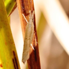 Culladia cuneiferellus (Crambinae moth) at Bruce, ACT - 29 Oct 2023 by ConBoekel