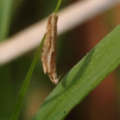 Eutorna tricasis (A Depressariid moth) at Bruce Ridge to Gossan Hill - 28 Oct 2023 by ConBoekel