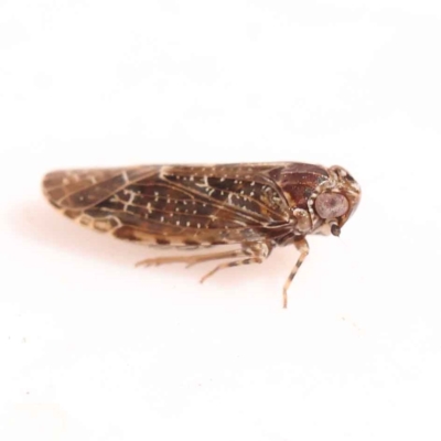 Dipsiathus pallidifrons (Achilid planthopper) at Bruce, ACT - 28 Oct 2023 by ConBoekel