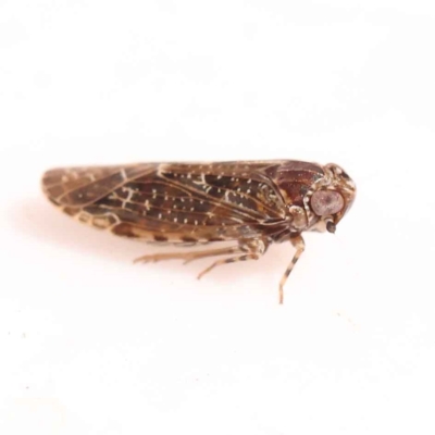 Dipsiathus pallidifrons (Achilid planthopper) at Bruce, ACT - 29 Oct 2023 by ConBoekel