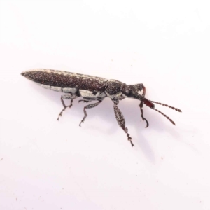 Rhinotia sp. in brunnea-group at Bruce, ACT - 29 Oct 2023 09:59 AM