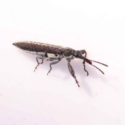 Rhinotia sp. in brunnea-group (A belid weevil) at Bruce Ridge to Gossan Hill - 28 Oct 2023 by ConBoekel