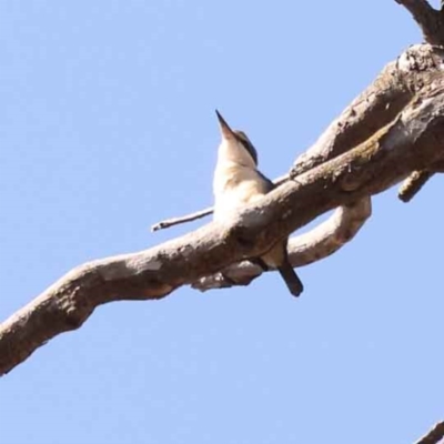 Todiramphus sanctus (Sacred Kingfisher) at Bruce Ridge to Gossan Hill - 28 Oct 2023 by ConBoekel
