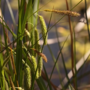 Carex fascicularis at Bruce, ACT - 29 Oct 2023 10:12 AM