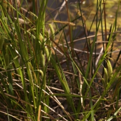 Carex fascicularis at Bruce, ACT - 29 Oct 2023 10:12 AM