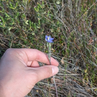 Thelymitra sp. (pauciflora complex) (Sun Orchid) at Majura, ACT - 29 Oct 2023 by Weasey138