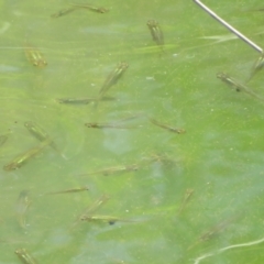 Gambusia holbrooki (Gambusia, Plague minnow, Mosquito fish) at Fyshwick, ACT - 28 Oct 2023 by Christine