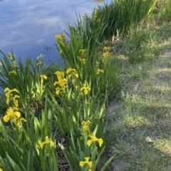 Iris pseudacorus at Jerrabomberra, NSW - 30 Oct 2023