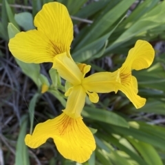 Iris pseudacorus at Jerrabomberra, NSW - 30 Oct 2023