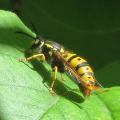 Vespula germanica (European wasp) at Flynn, ACT - 28 Oct 2023 by Christine