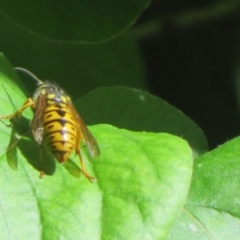 Vespula germanica at Flynn, ACT - 29 Oct 2023