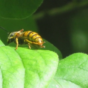 Vespula germanica at Flynn, ACT - 29 Oct 2023