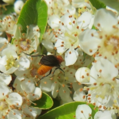 Bibio imitator (Garden maggot) at Latham, ACT - 29 Oct 2023 by Christine