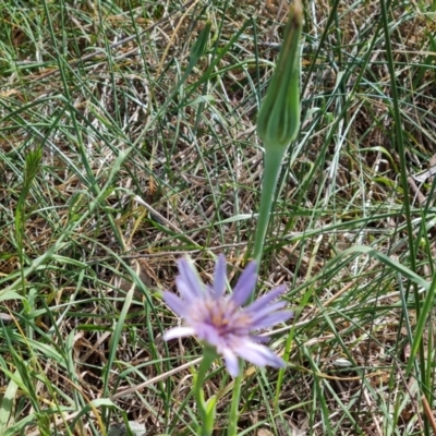 Tragopogon porrifolius subsp. porrifolius (Salsify, Oyster Plant) at Jerrabomberra, ACT - 29 Oct 2023 by Mike